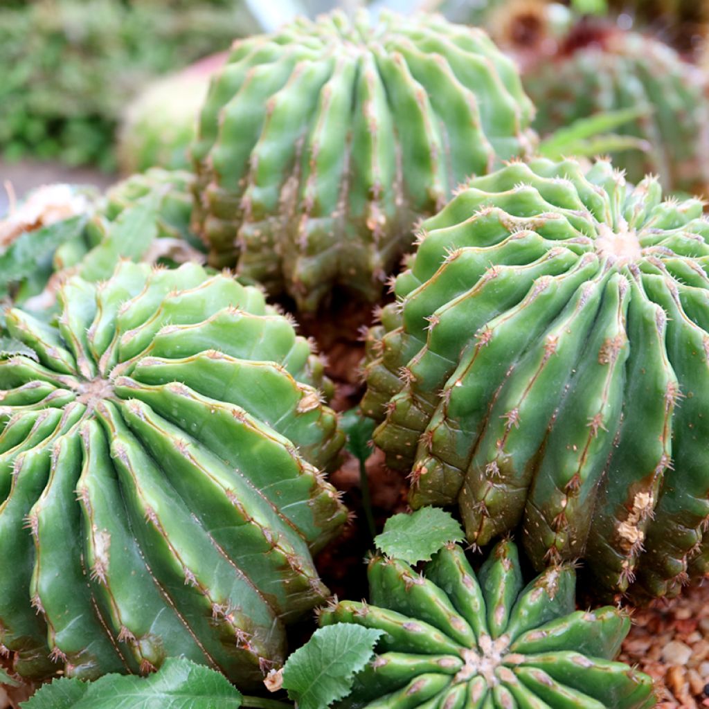 Echinocactus grusonii var. brevispinus