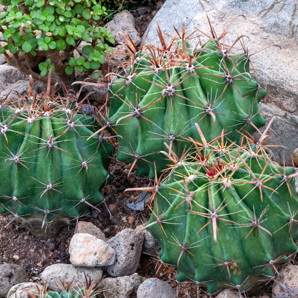Ferocactus latispinus - Cacto-barril