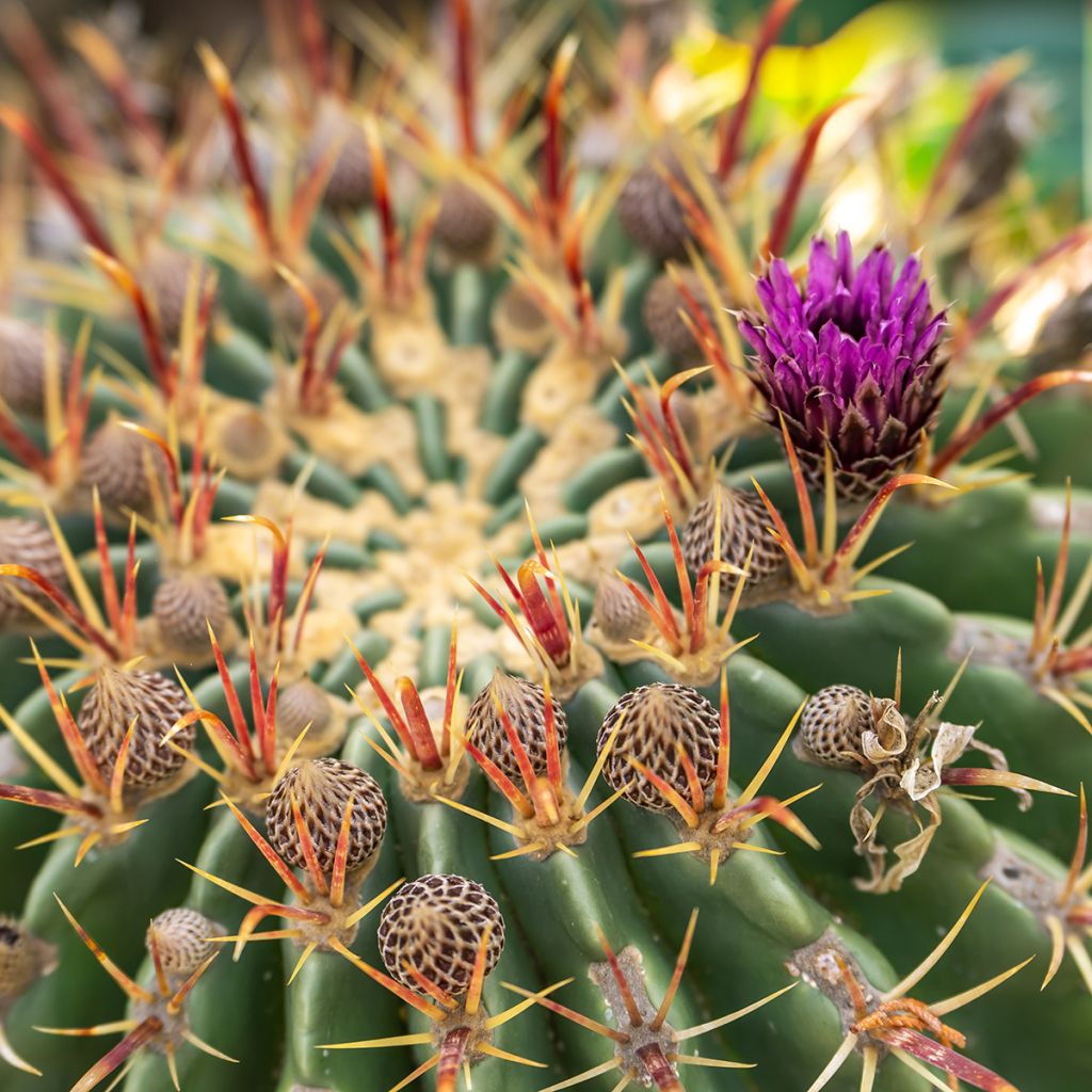 Ferocactus latispinus - Cacto-barril