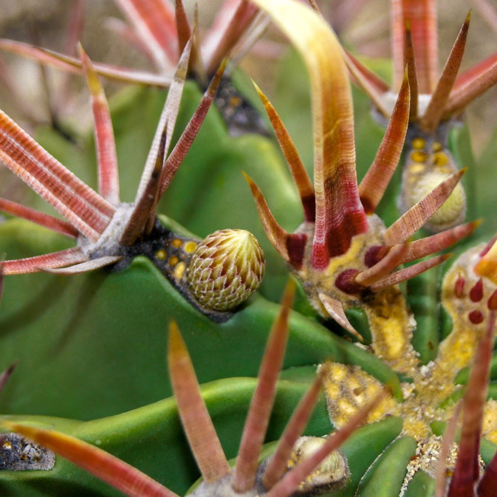 Ferocactus latispinus - Cacto-barril