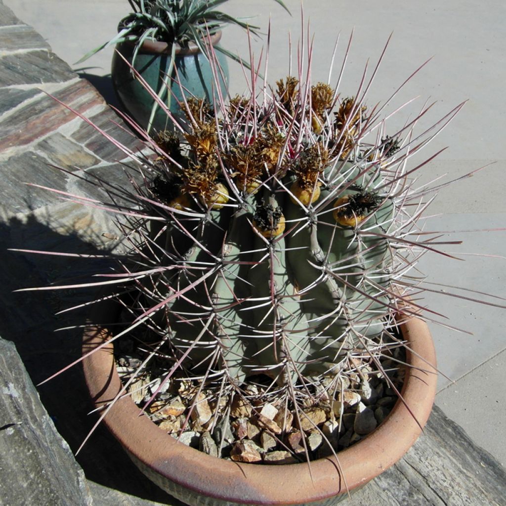Ferocactus emoryi subsp. rectispinus