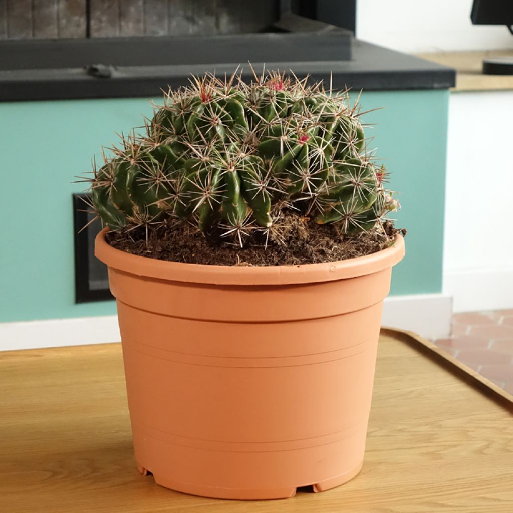 Ferocactus robustus