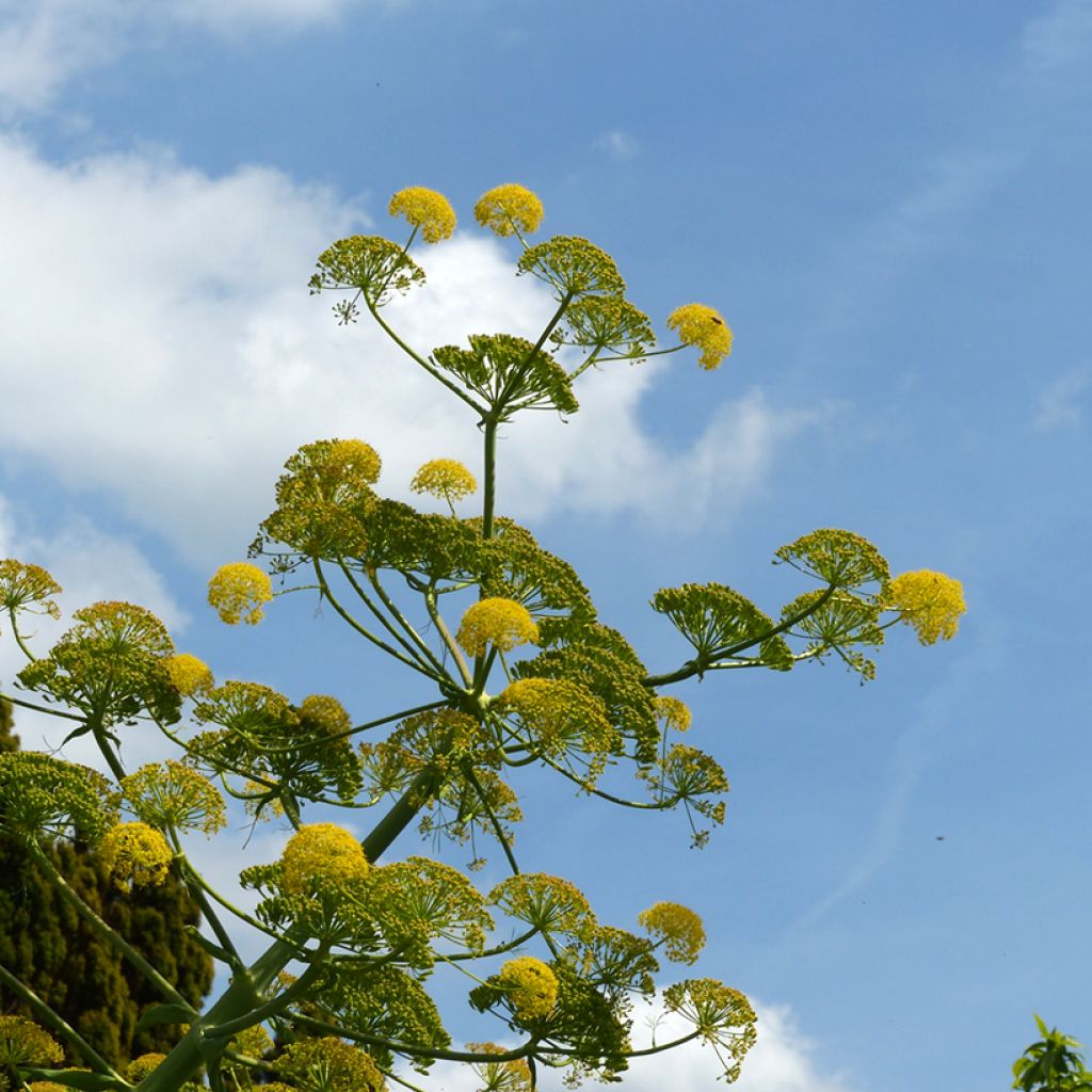 Ferula communis
