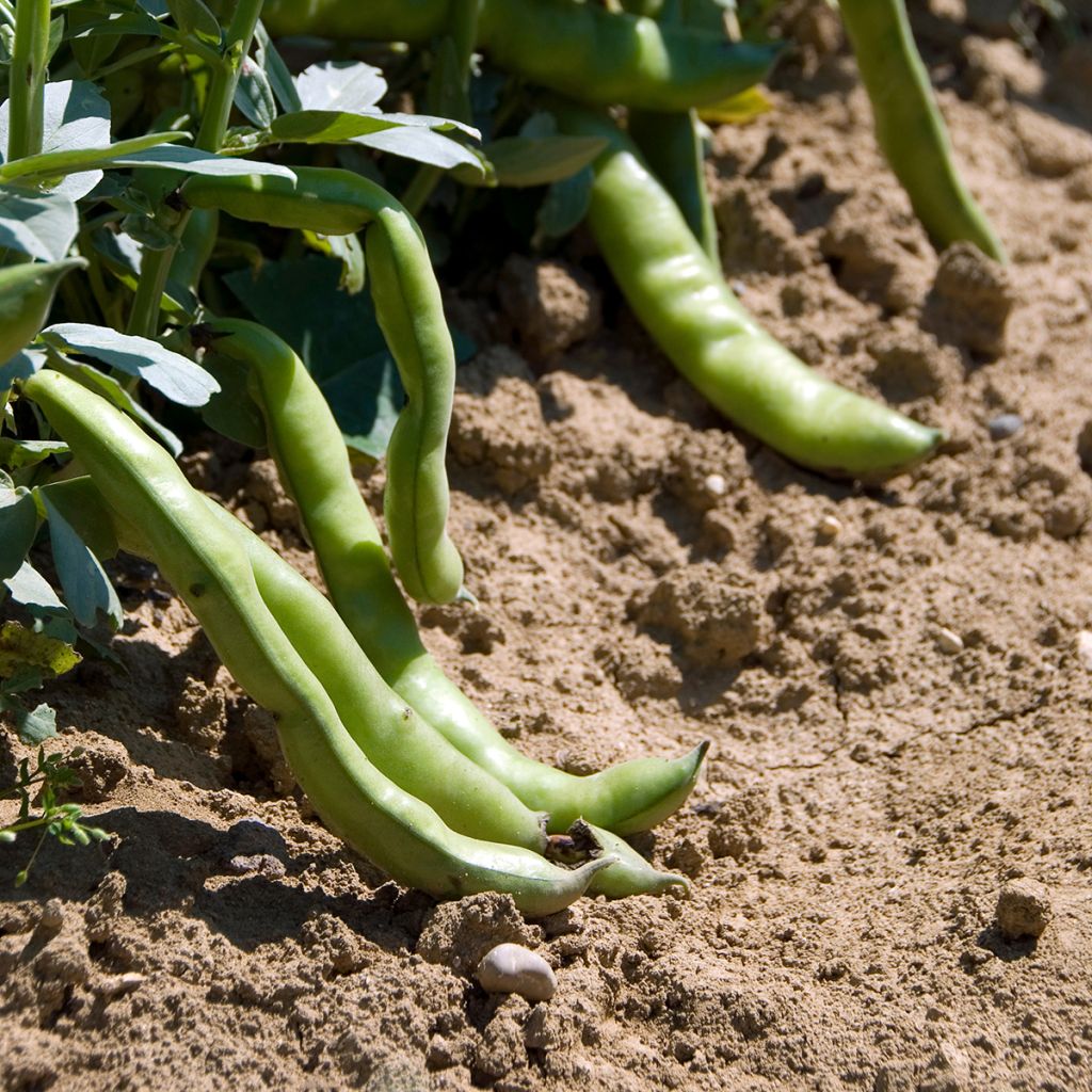Fava Aguadulce com vagem muito comprida