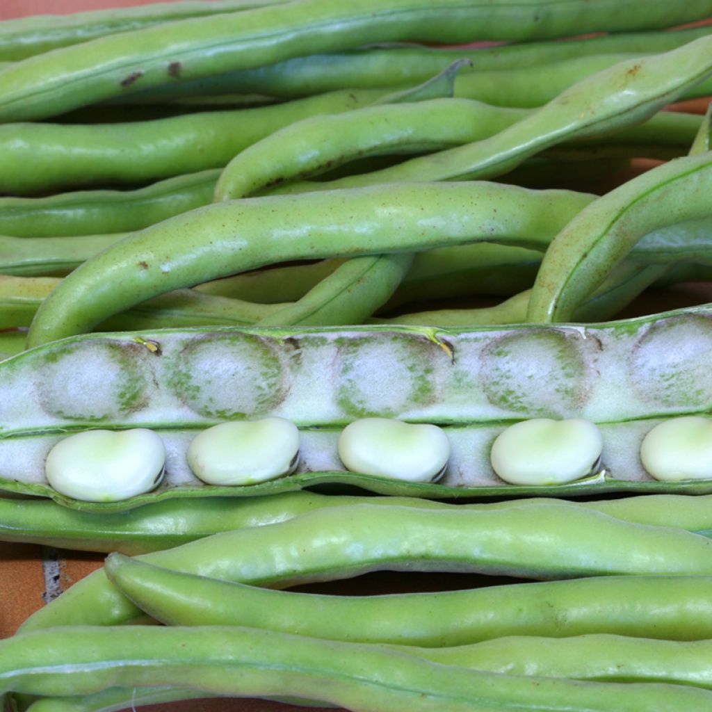 Fava melhorada Driemaal Wit Listra