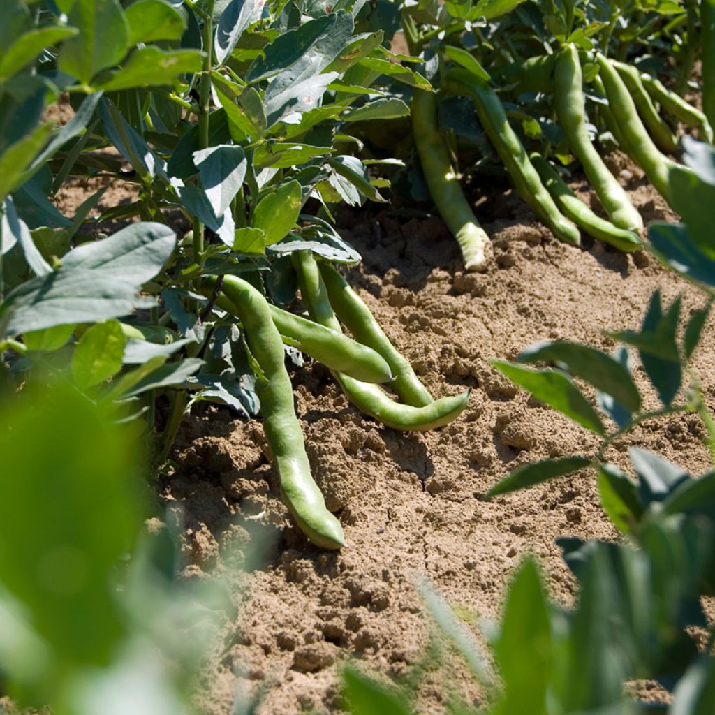 Fava Aguadulce com vagem muito comprida Bio - Vicia