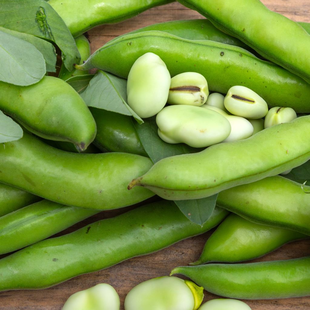 Fava Aguadulce com vagem muito comprida Bio - Vicia