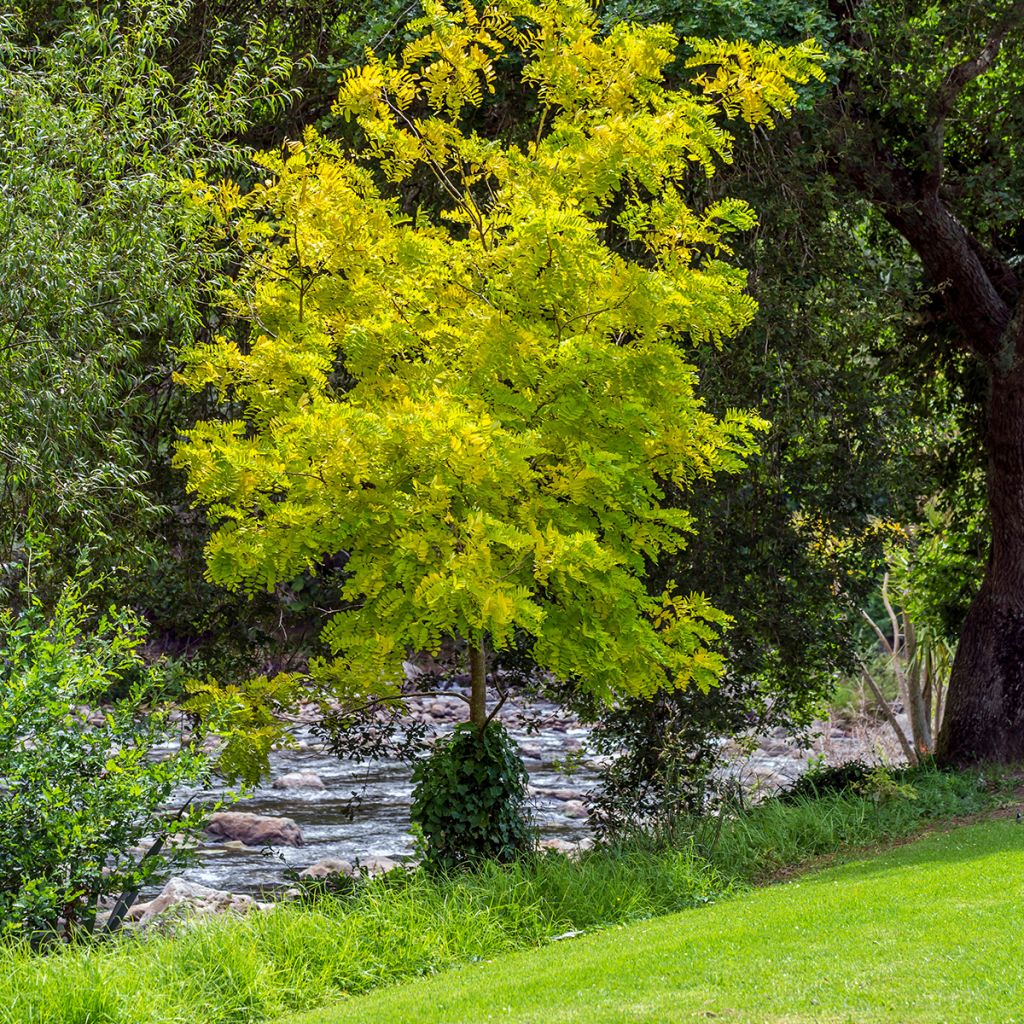 Gleditsia triacanthos Sunburst