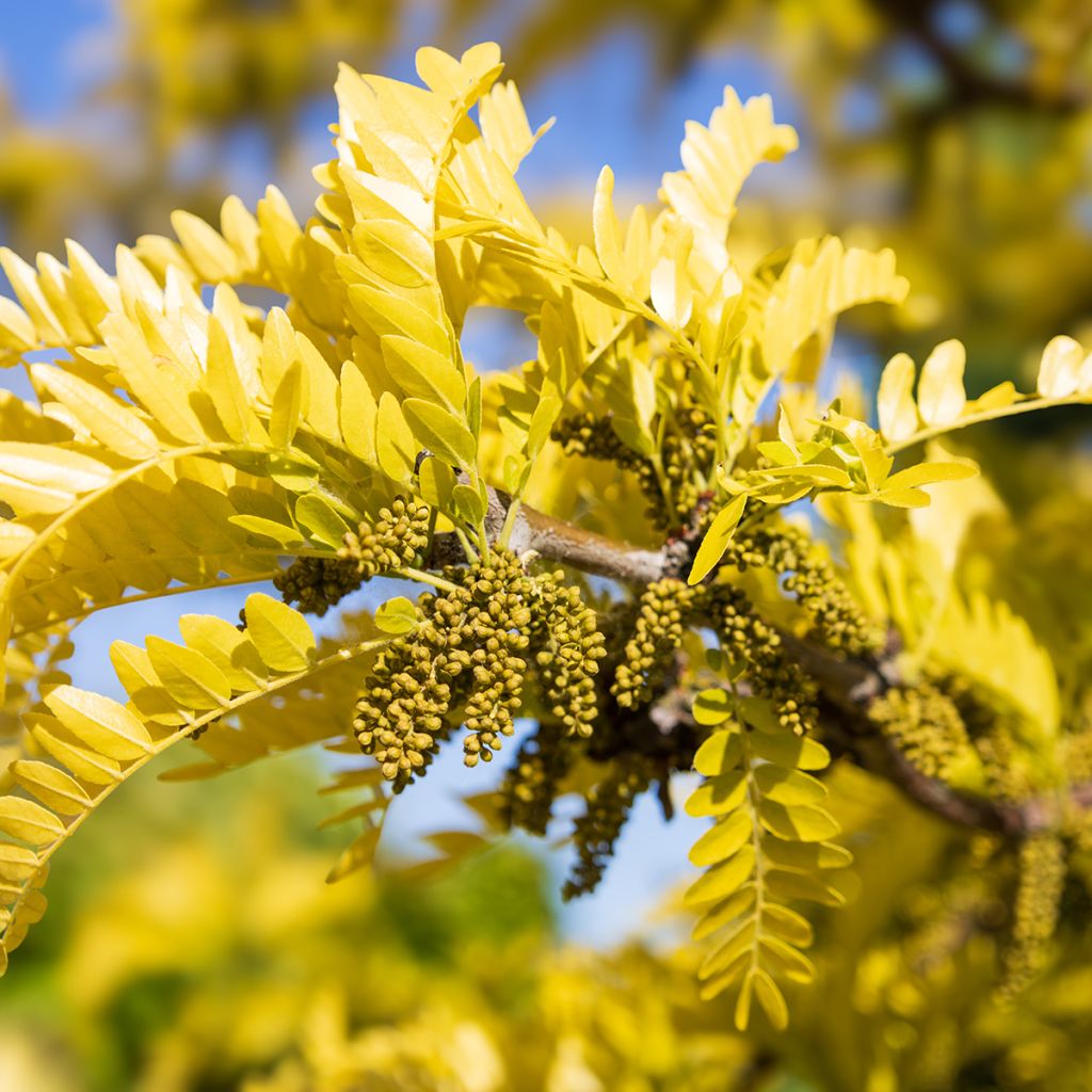 Gleditsia triacanthos Sunburst