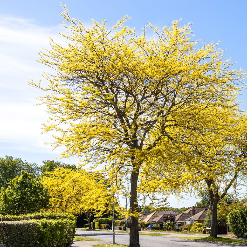 Gleditsia triacanthos Sunburst
