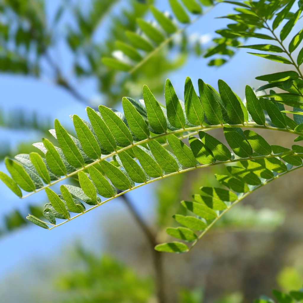 Gleditsia triacanthos Sunburst