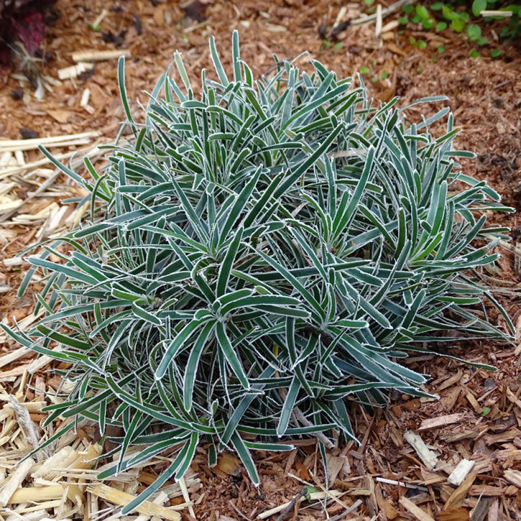 Ficinia truncata Ice Crystal