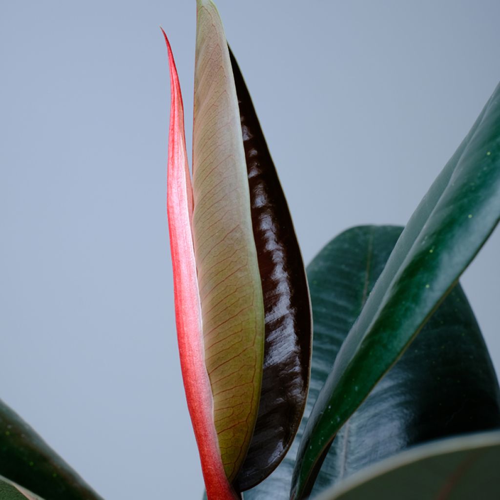 Ficus elastica Abidjan