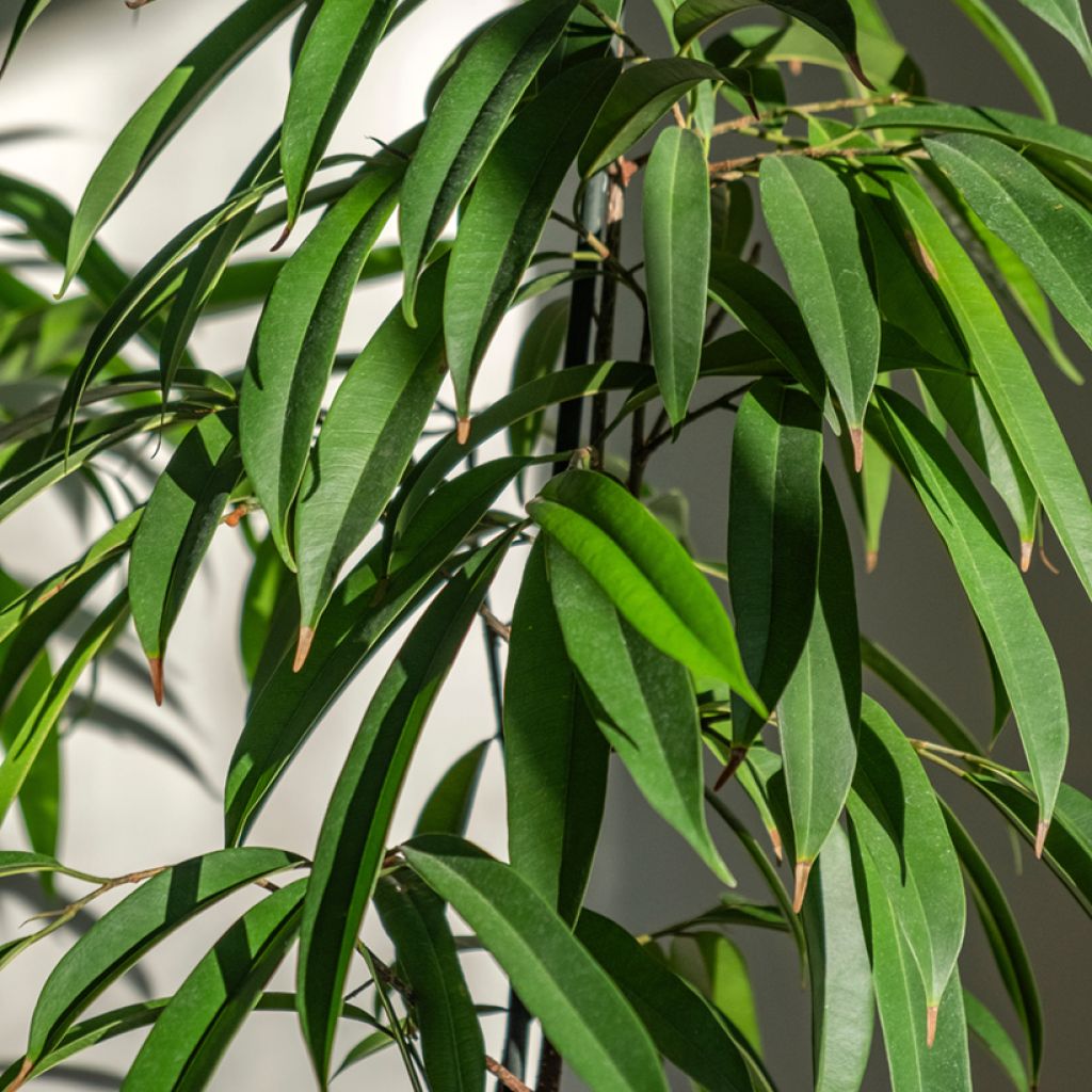 Ficus binnendijkii Alii