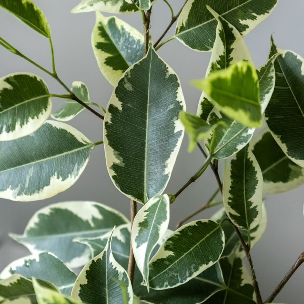 Ficus benjamina Golden King - Figueira-benjamim