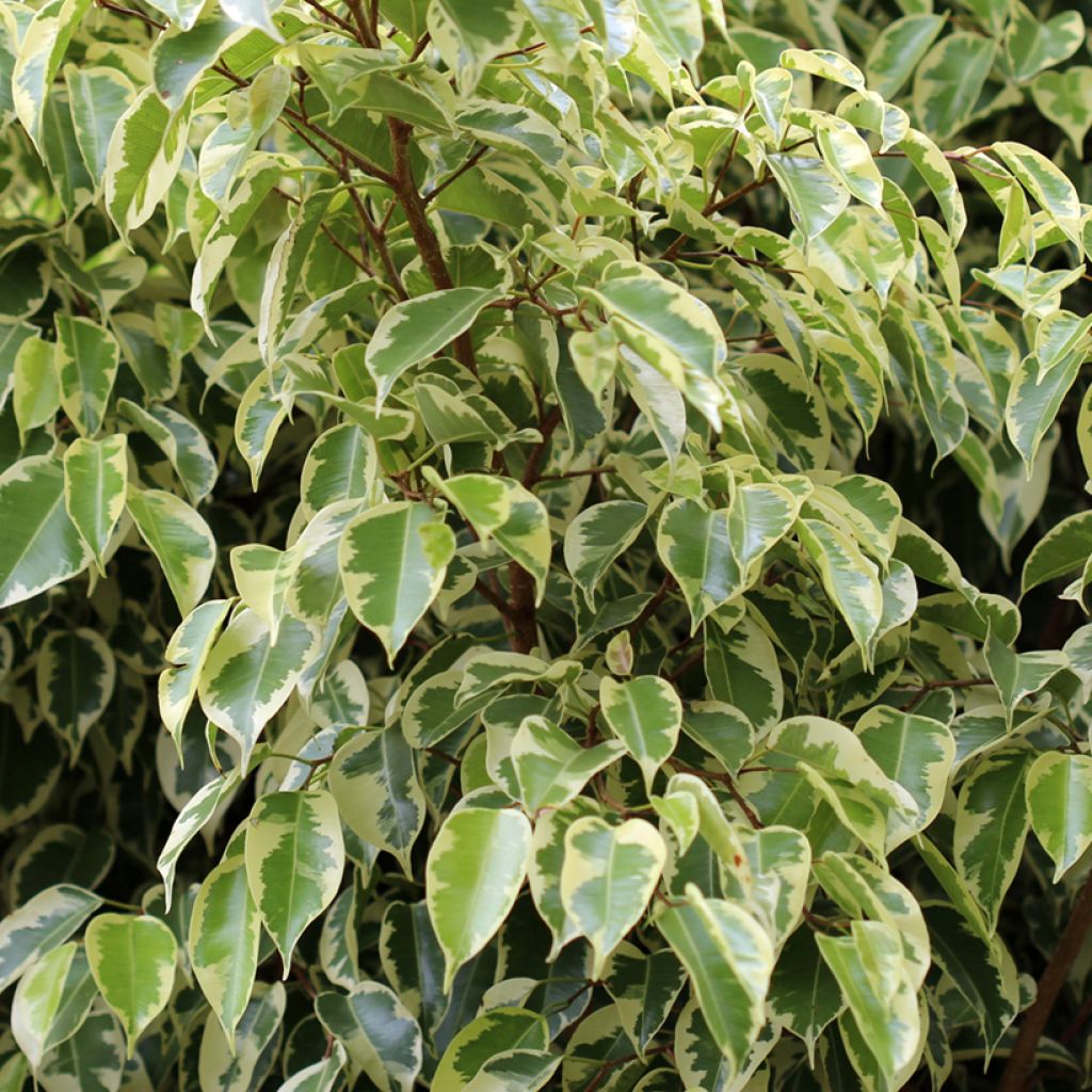 Ficus benjamina Golden King - Figueira-benjamim