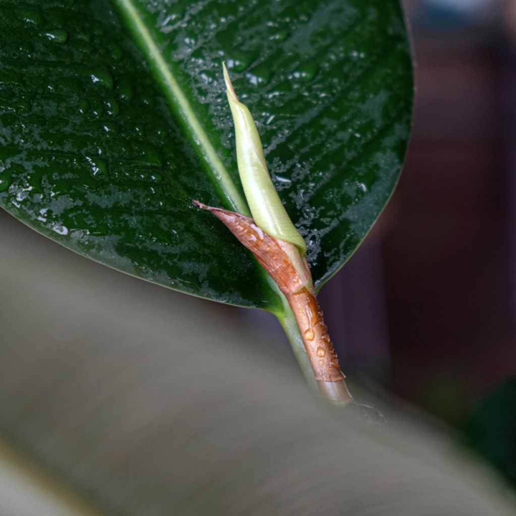 Ficus elastica Robusta