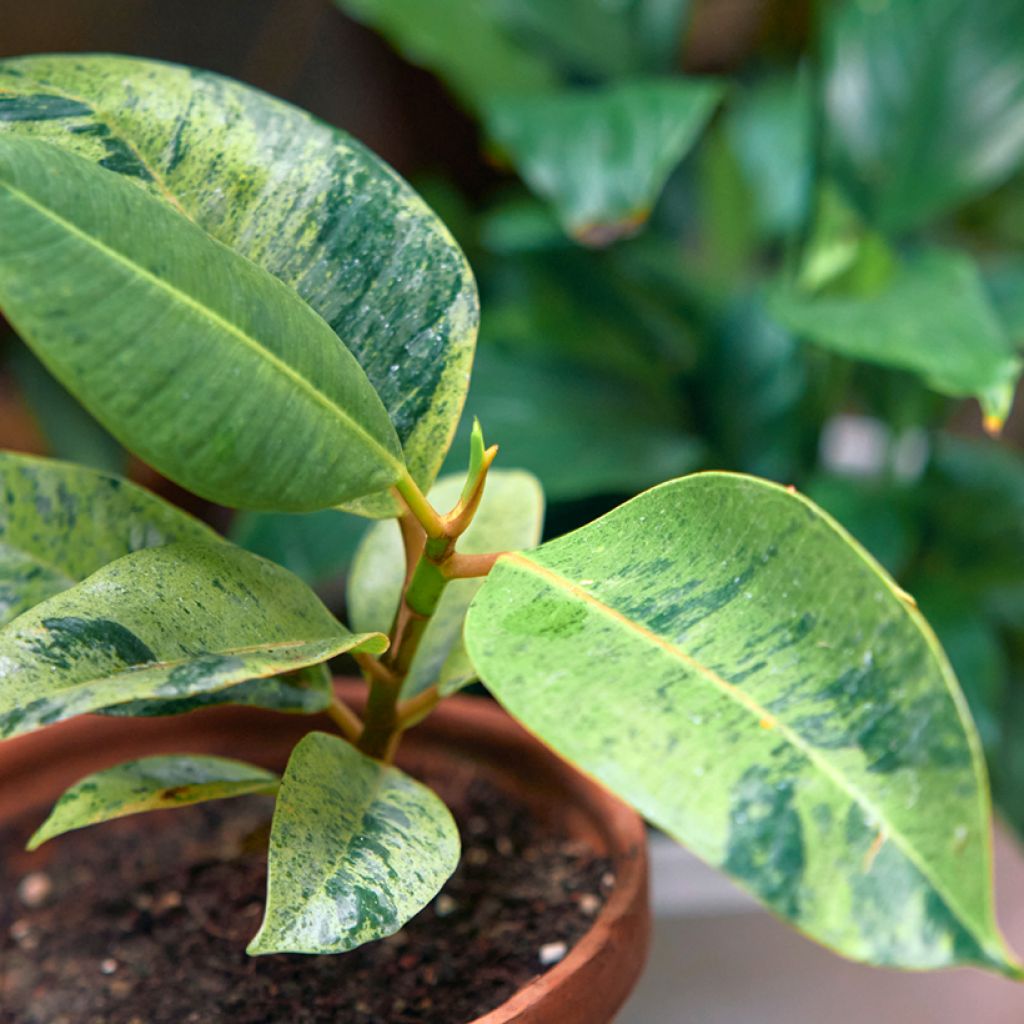 Ficus elastica Shivereana