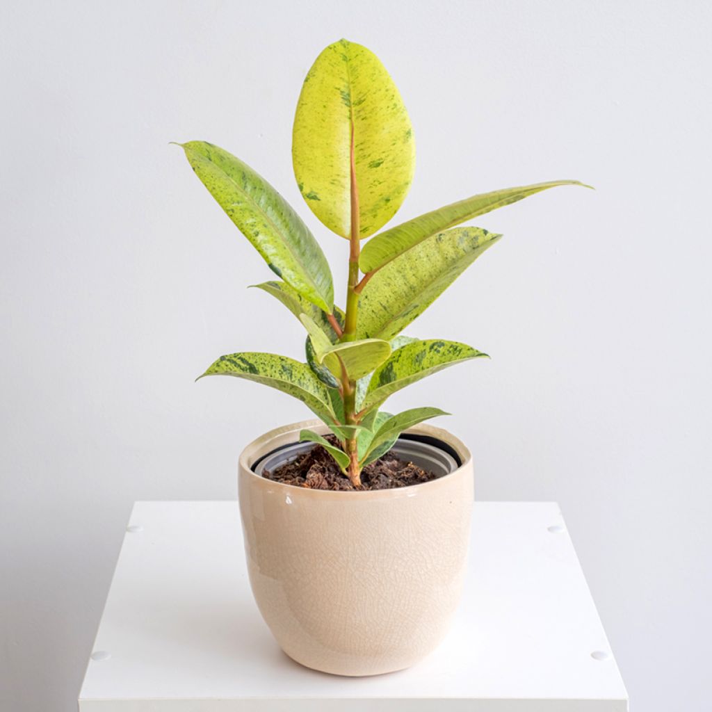 Ficus elastica Shivereana