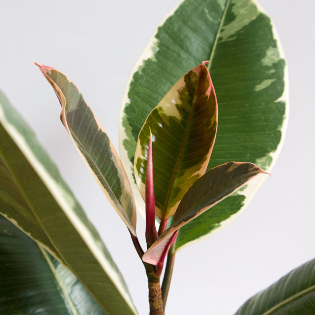 Ficus elastica Tineke