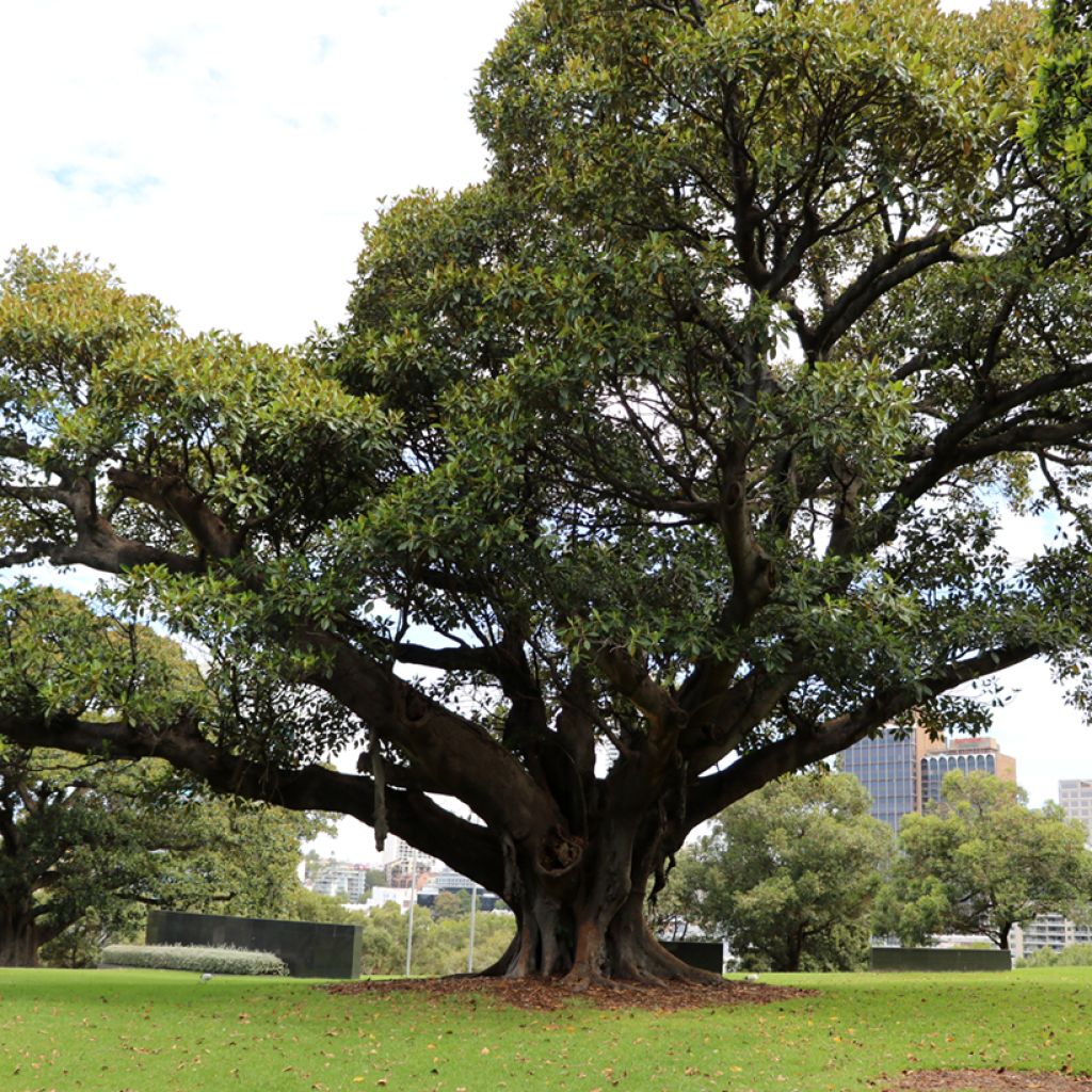 Ficus rubiginosa Australis