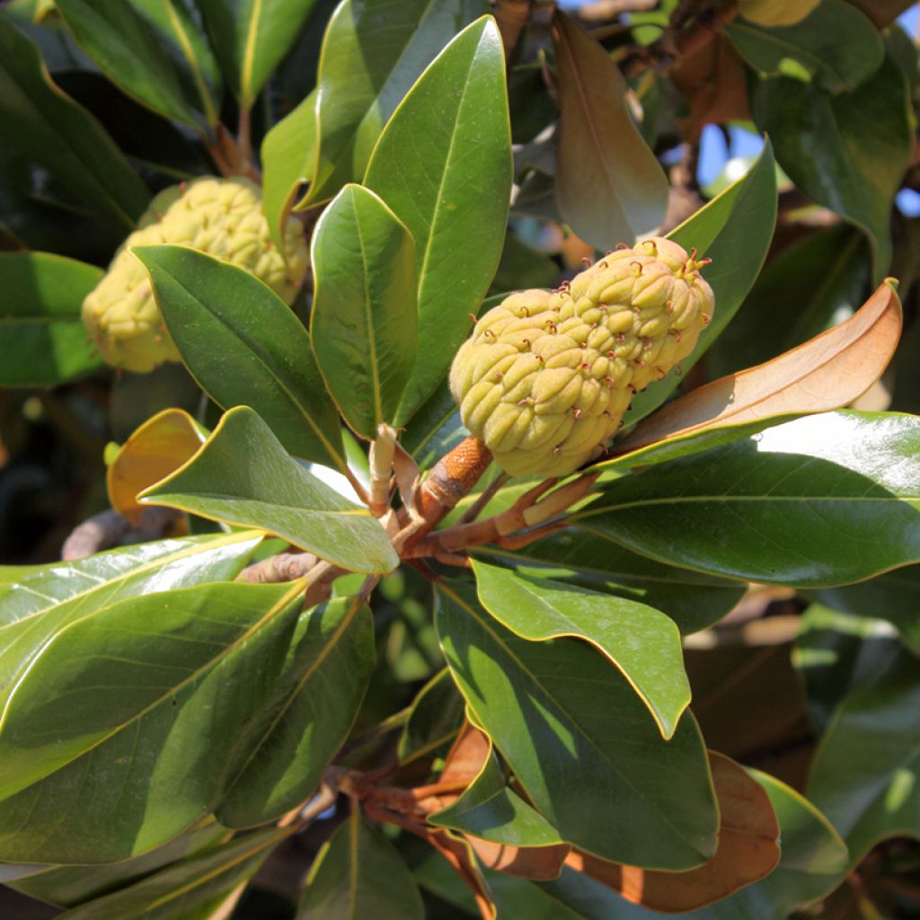 Ficus rubiginosa Australis