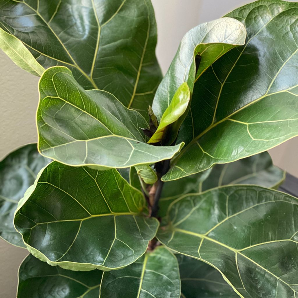Ficus lyrata