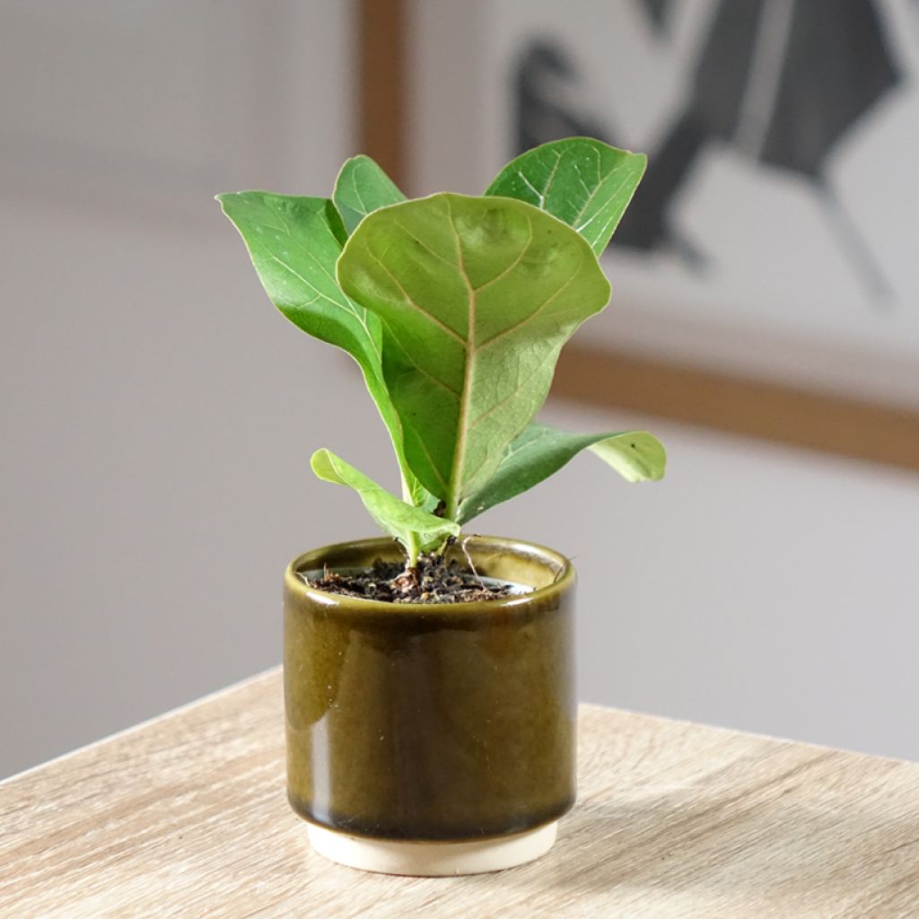 Ficus lyrata - Figuier lyre