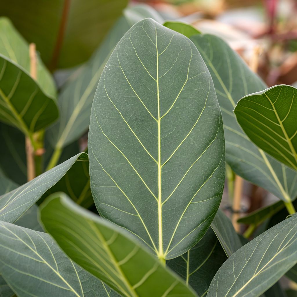 Ficus benghalensis Audrey - Figueira-de-bengala