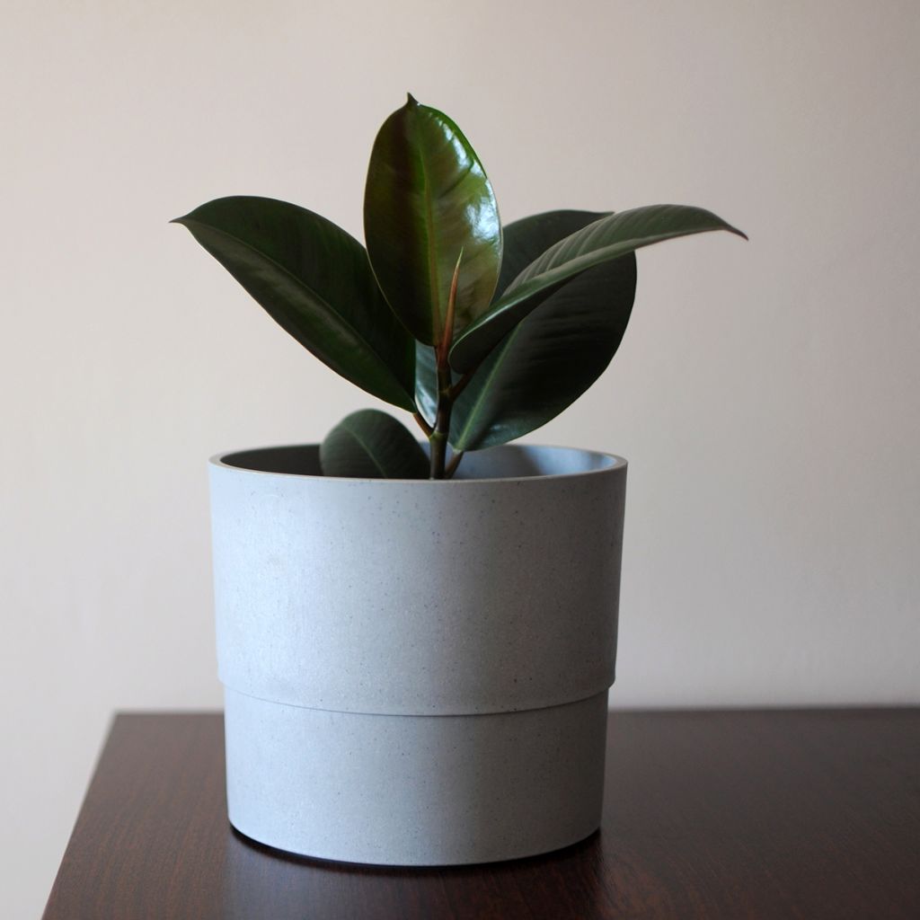 Ficus elastica Burgundy - Borracheira