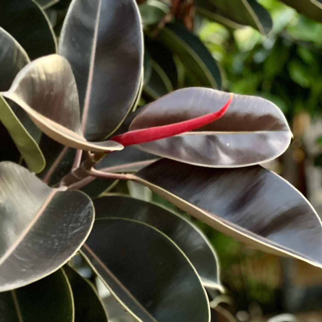 Ficus elastica Burgundy - Borracheira