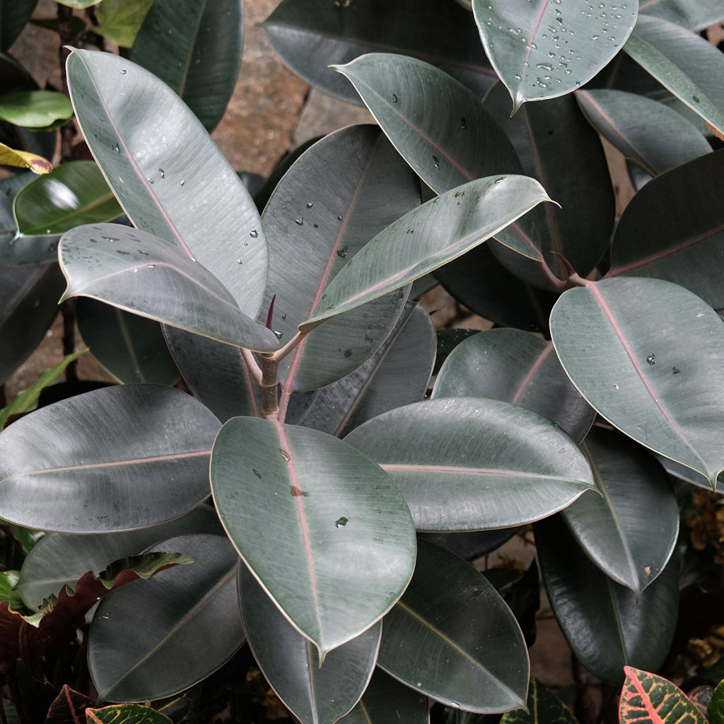 Ficus elastica Burgundy - Borracheira
