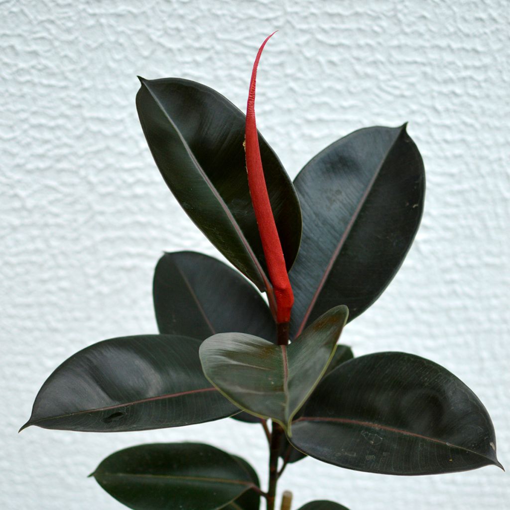 Ficus elastica Burgundy - Borracheira