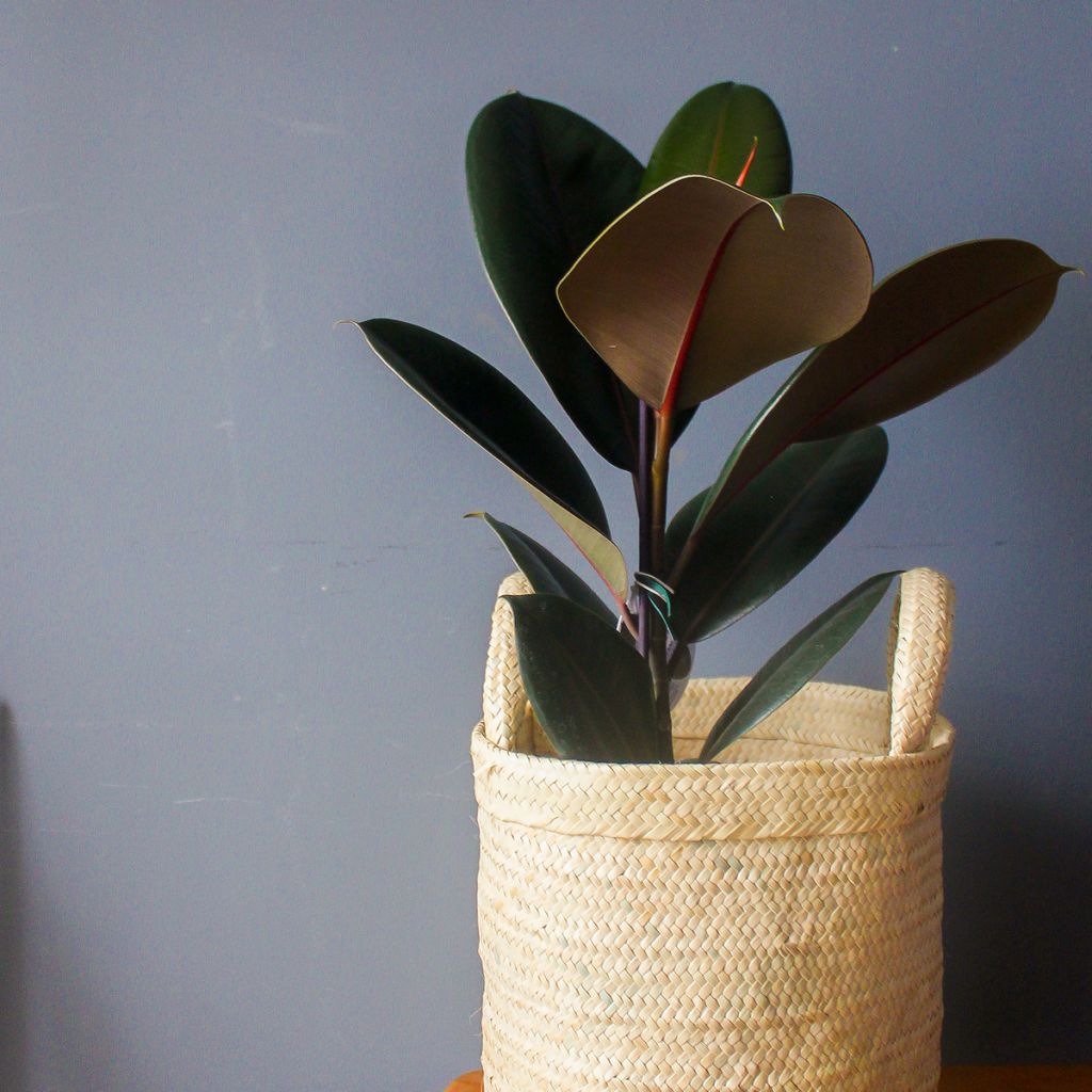 Ficus elastica Burgundy - Borracheira