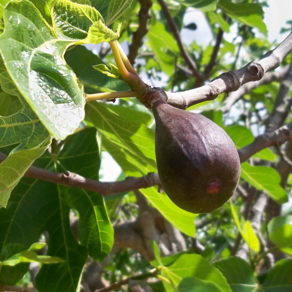 Figueira Preta de Caromb - Ficus carica