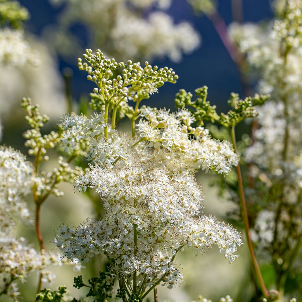 Filipendula vulgaris