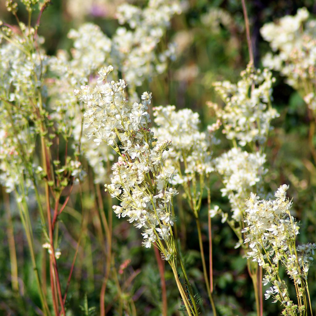 Filipendula vulgaris