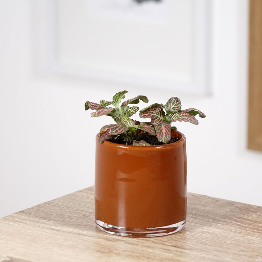 Fittonia albivenis Pink Special