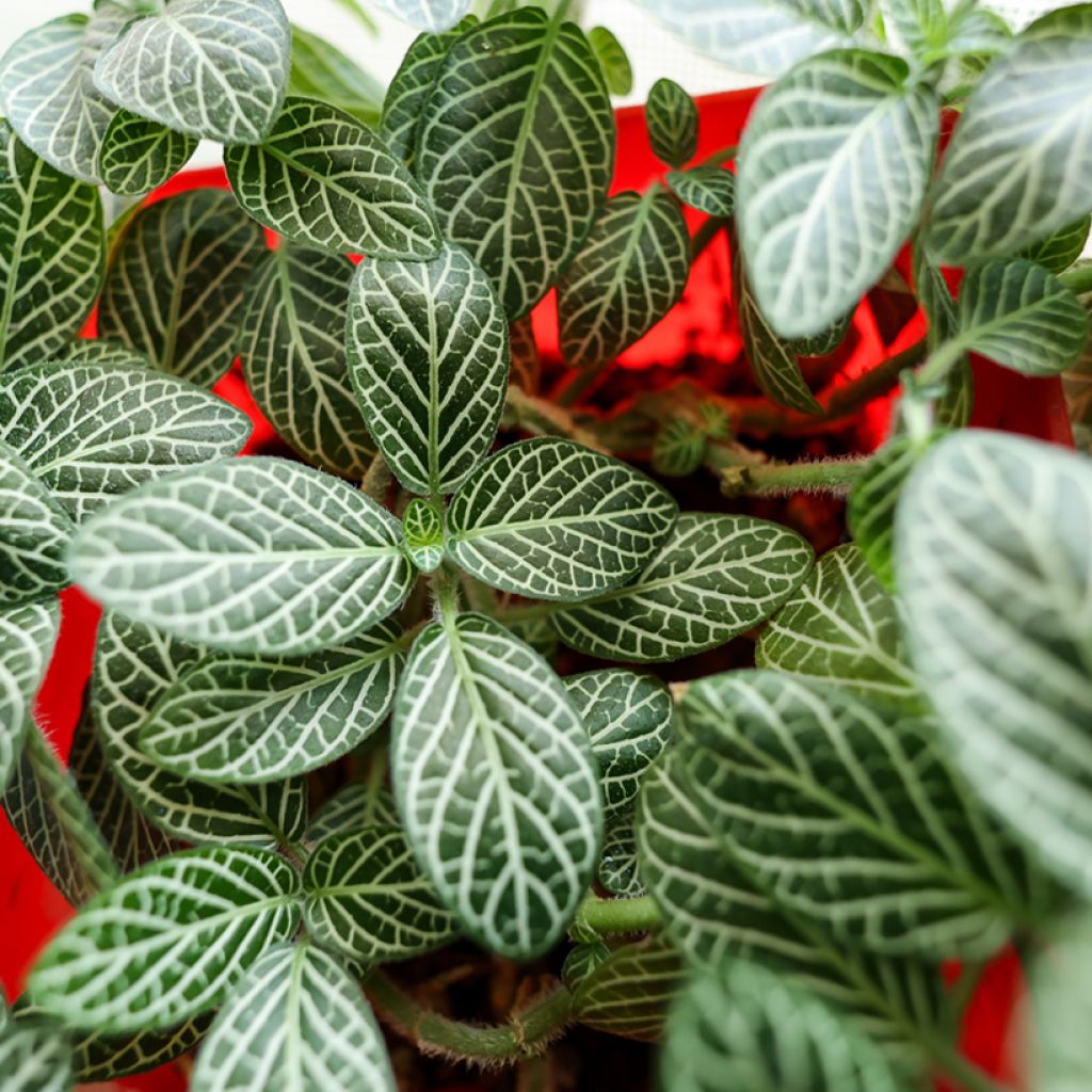 Fittonia albivenis Mini White