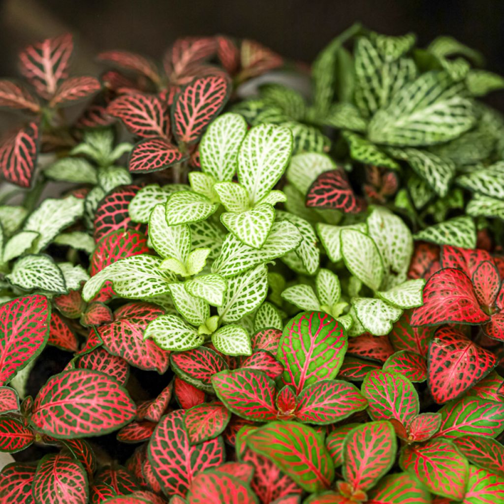 Fittonia albivenis Mini White