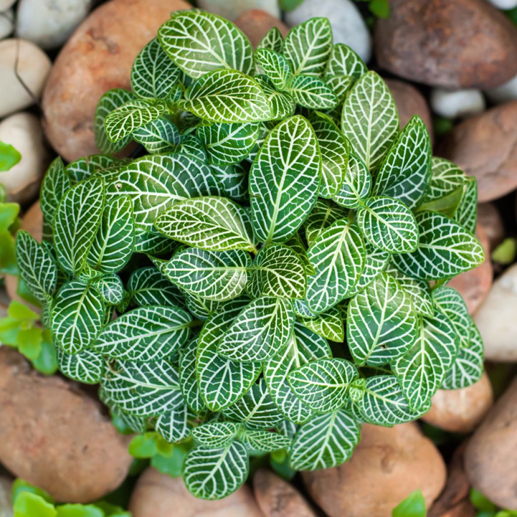 Fittonia albivenis Mini White