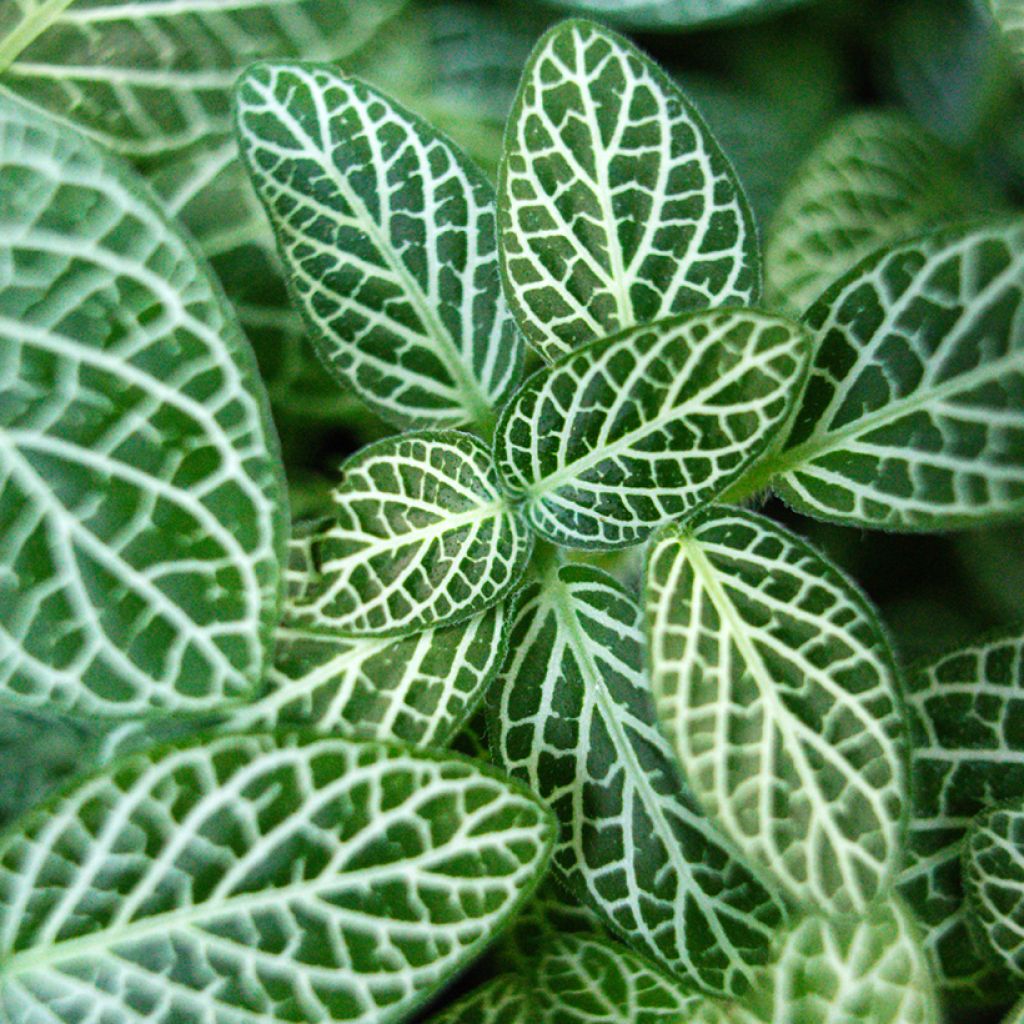 Fittonia albivenis Mini White