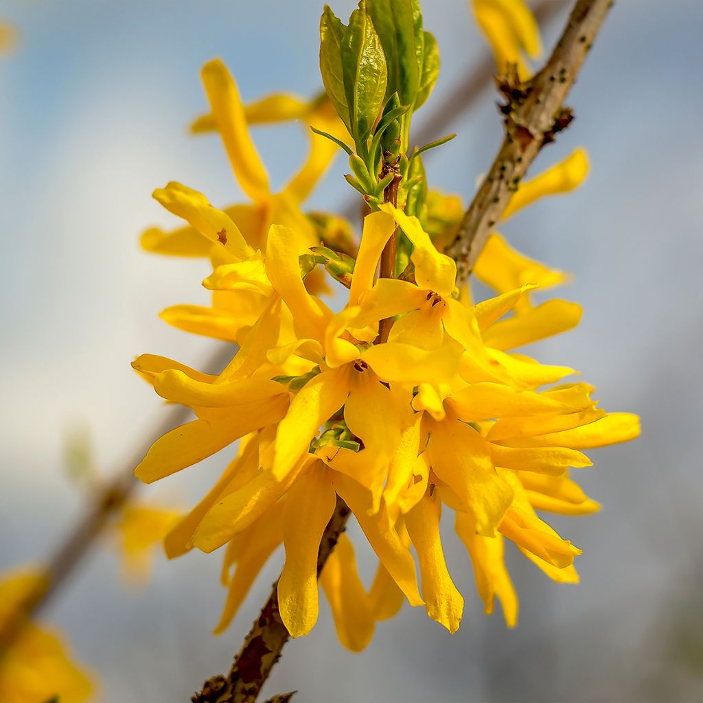 Forsítia Marée d'Or