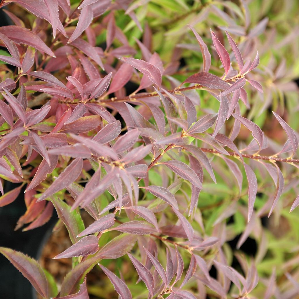 Forsítia Mêlée d'Or