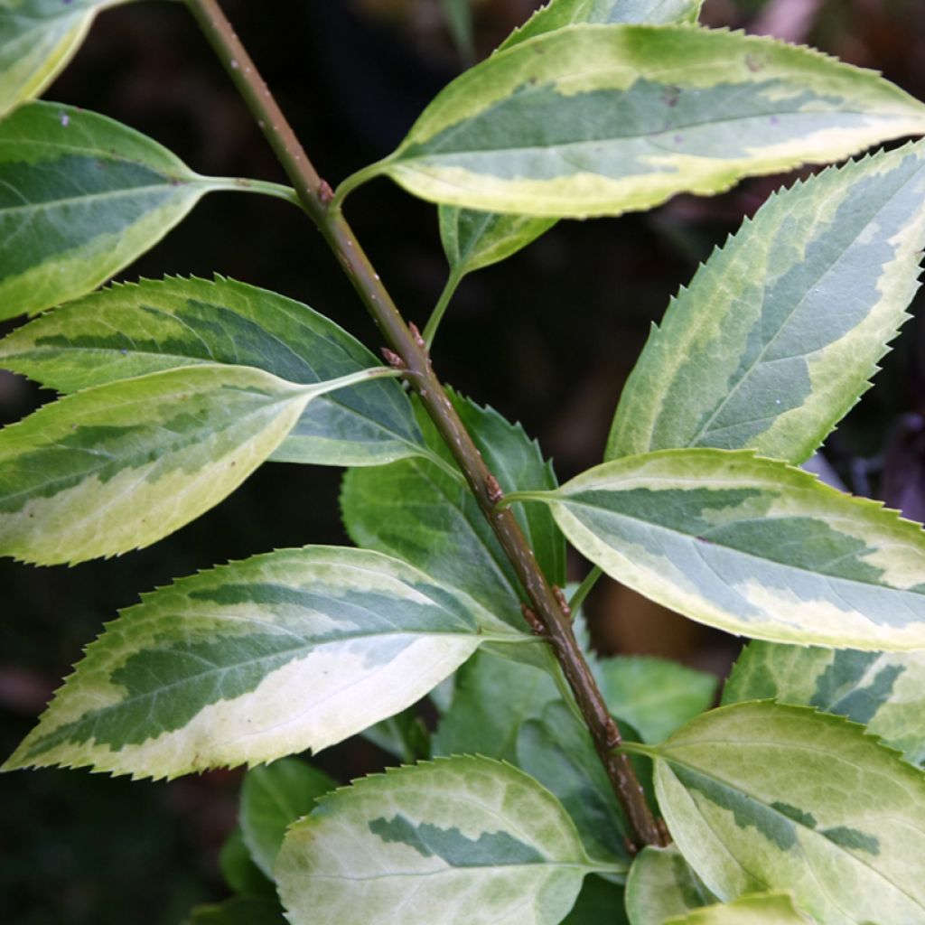 Forsítia Golden Times