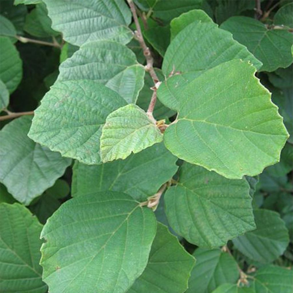 Fothergilla gardenii