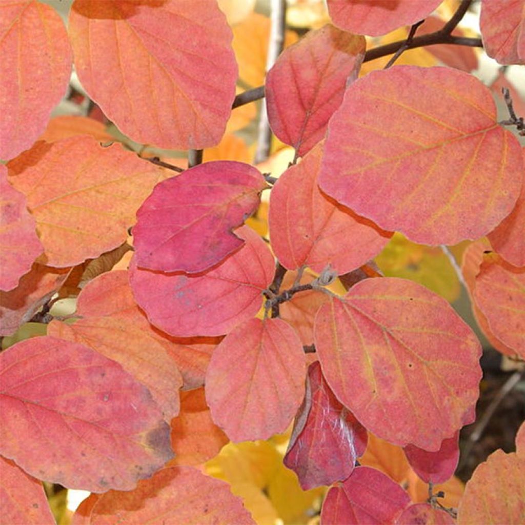Fothergilla gardenii