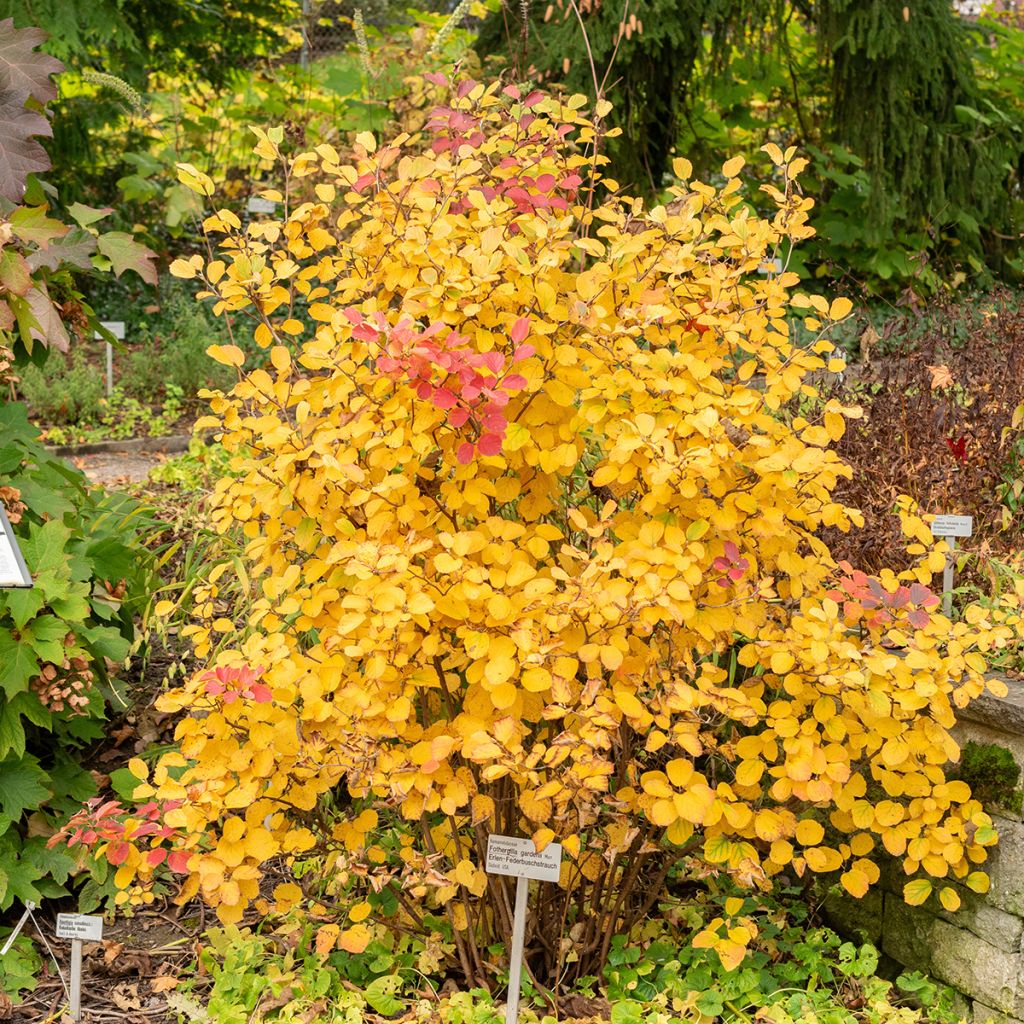 Fothergilla gardenii