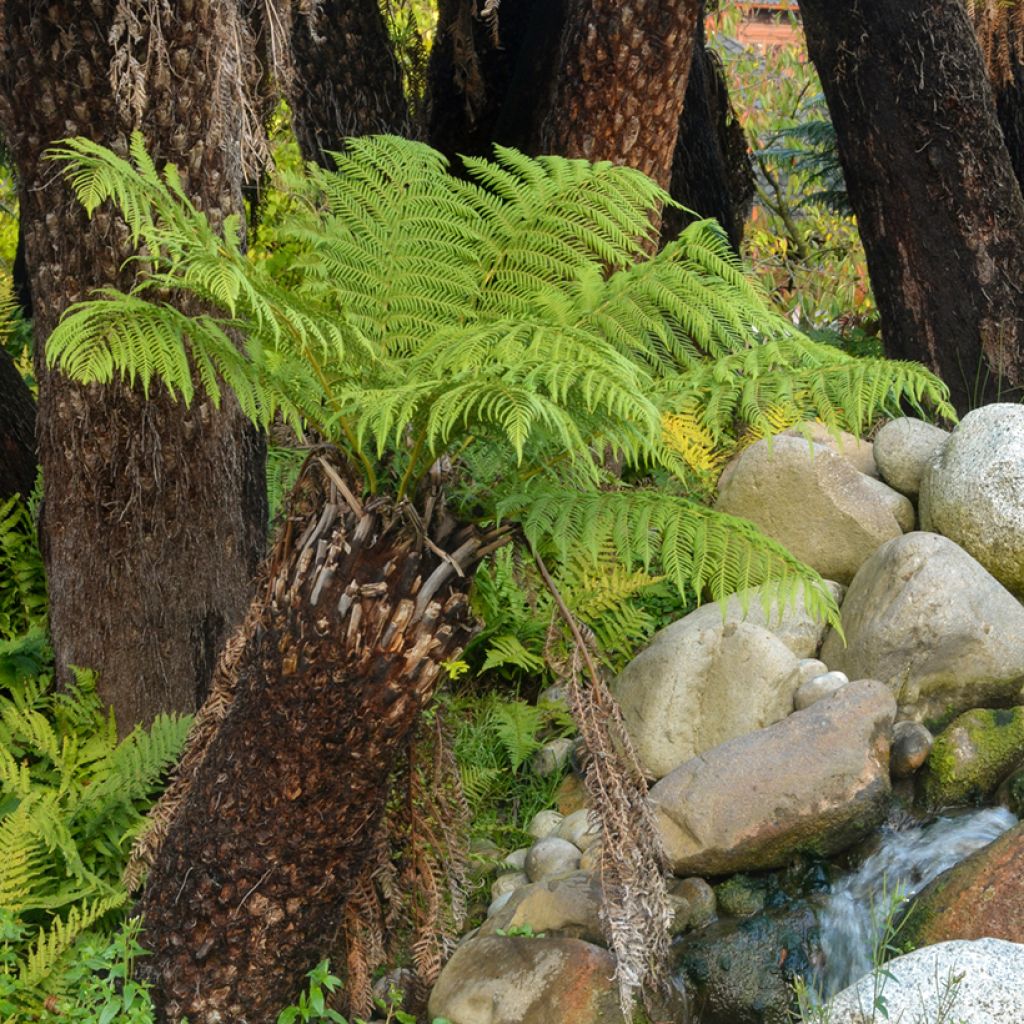 Dicksonia antarctica
