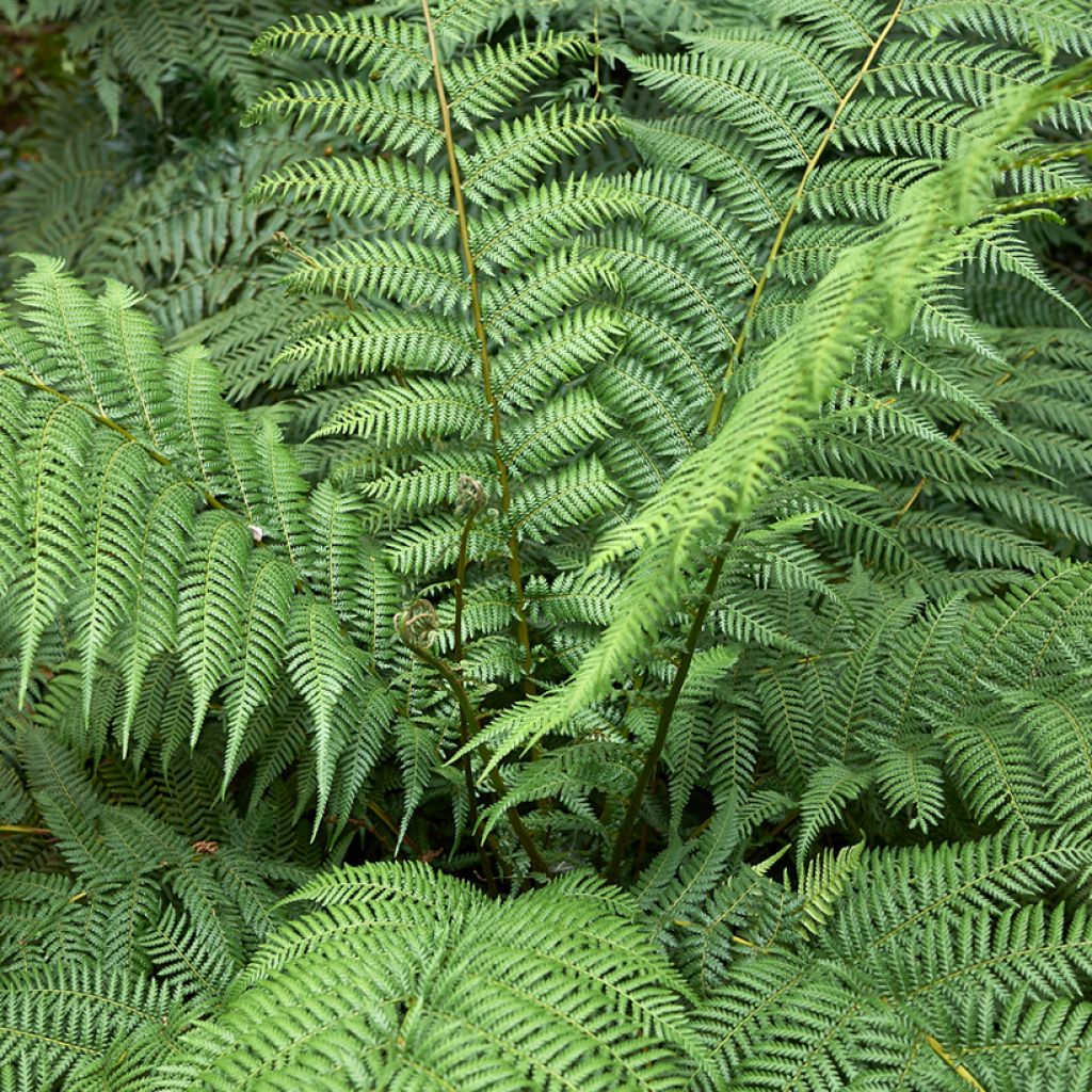 Dicksonia antarctica